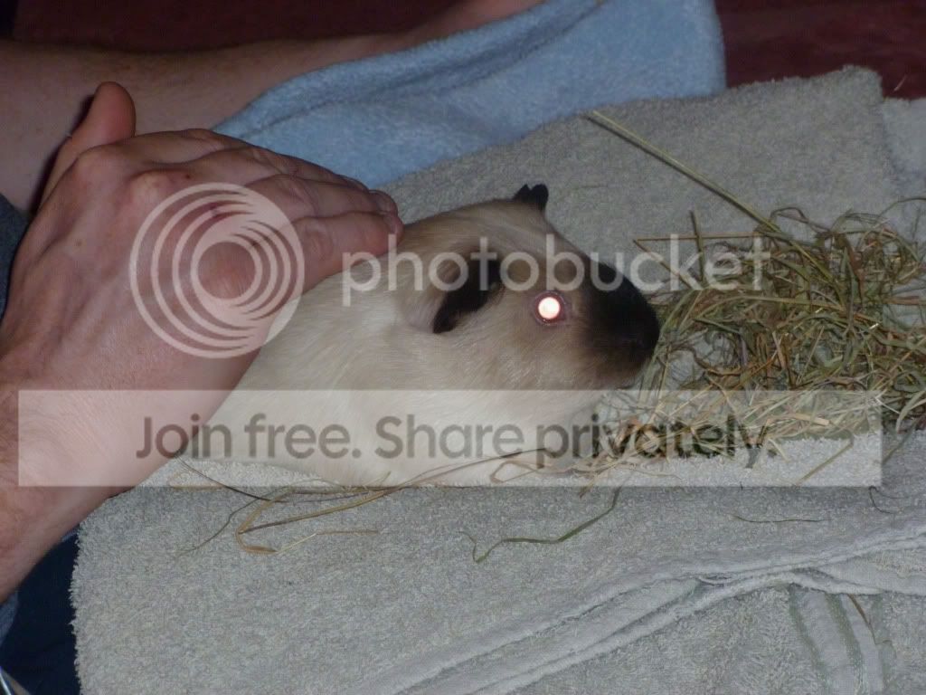 jas3.jpg