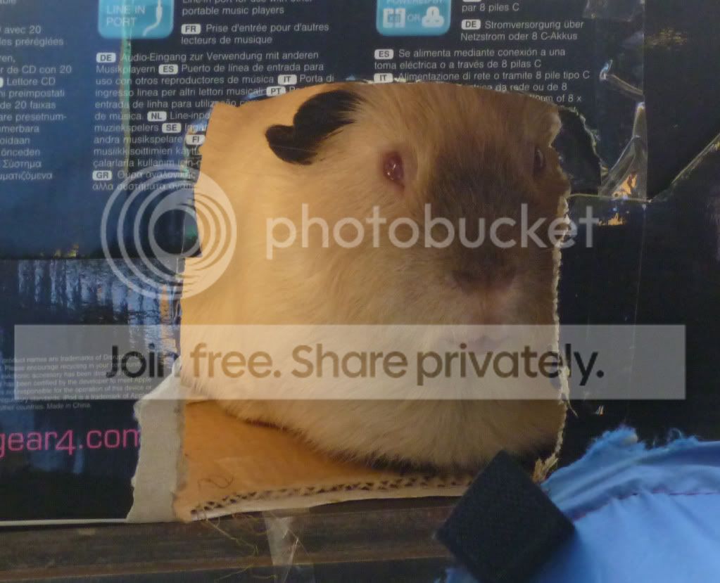 jas4.jpg