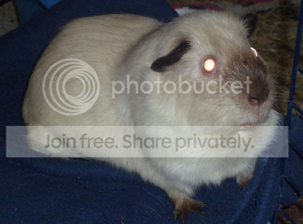 jasjas.jpg
