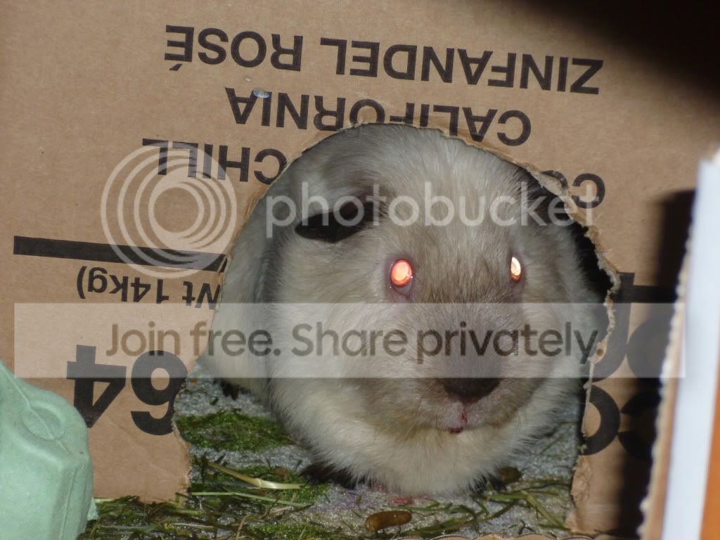 jasper2.jpg