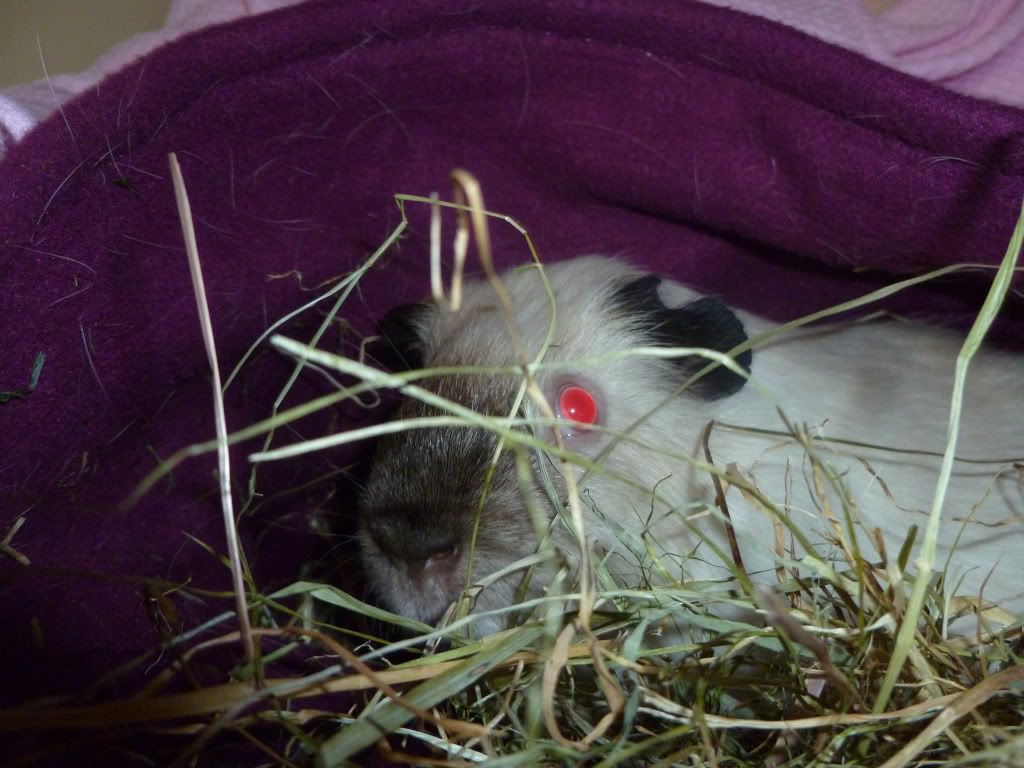jaspercuddle.jpg