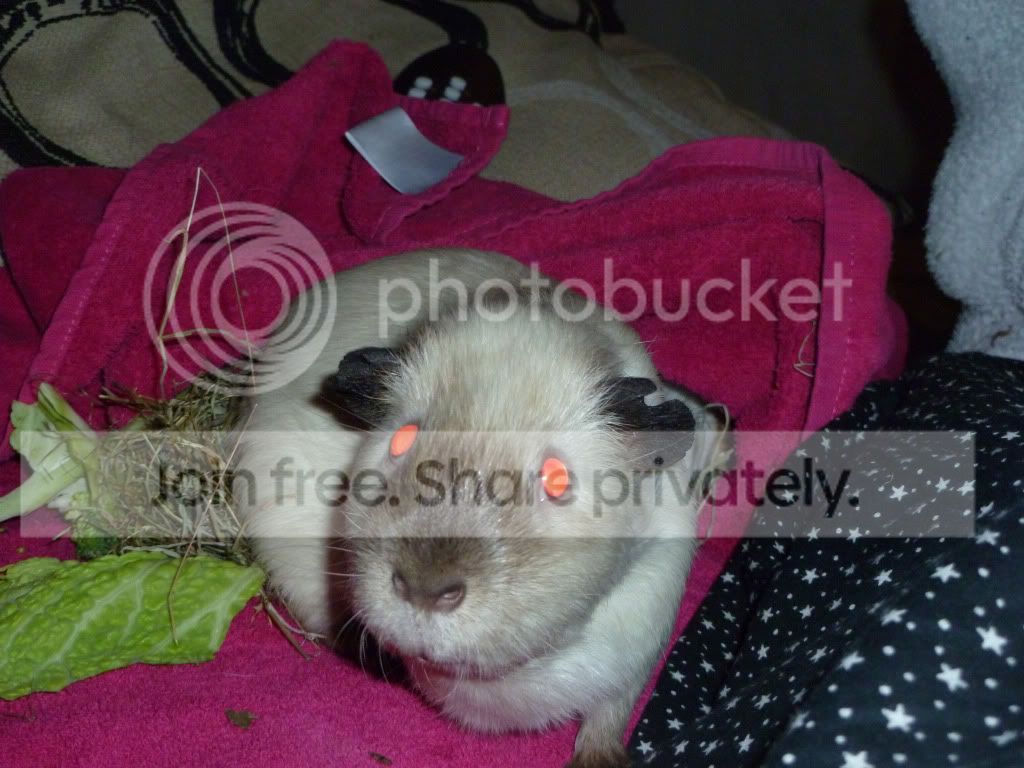 jasperhelloooo.jpg