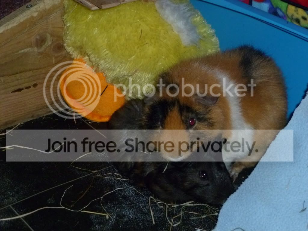jemandspike.jpg