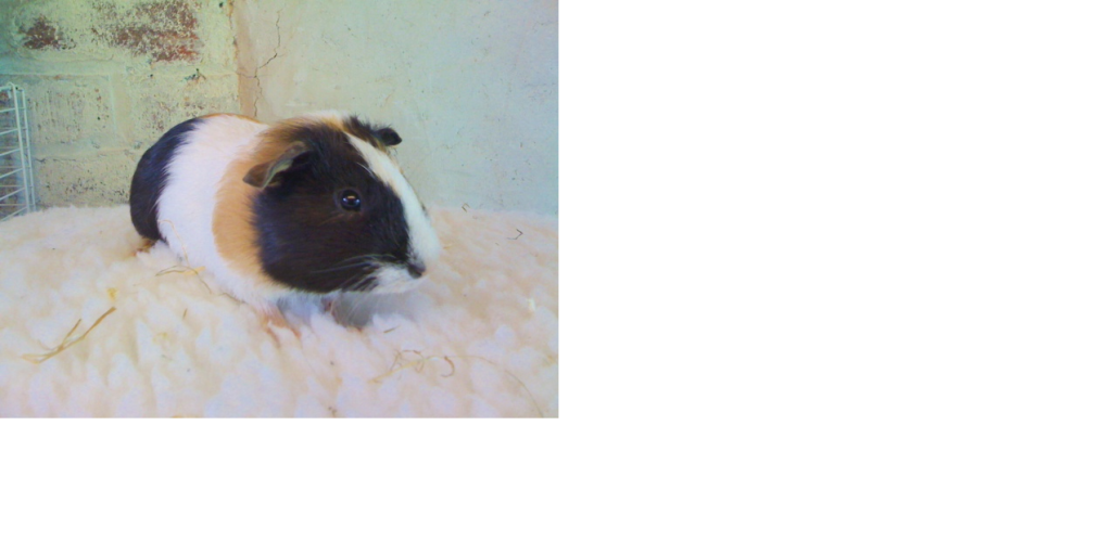newboy.png