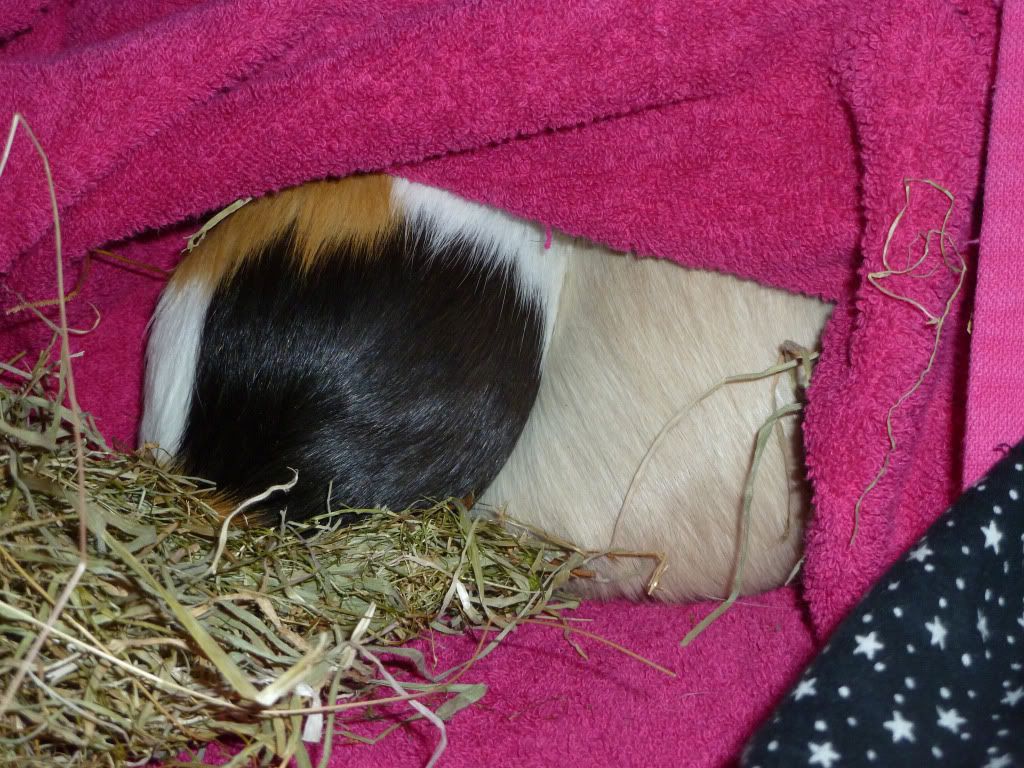 piggybums.jpg