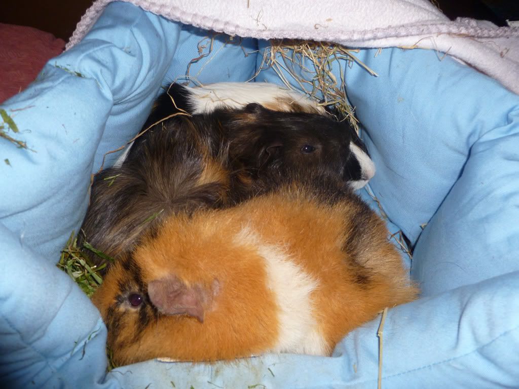 snuggle.jpg