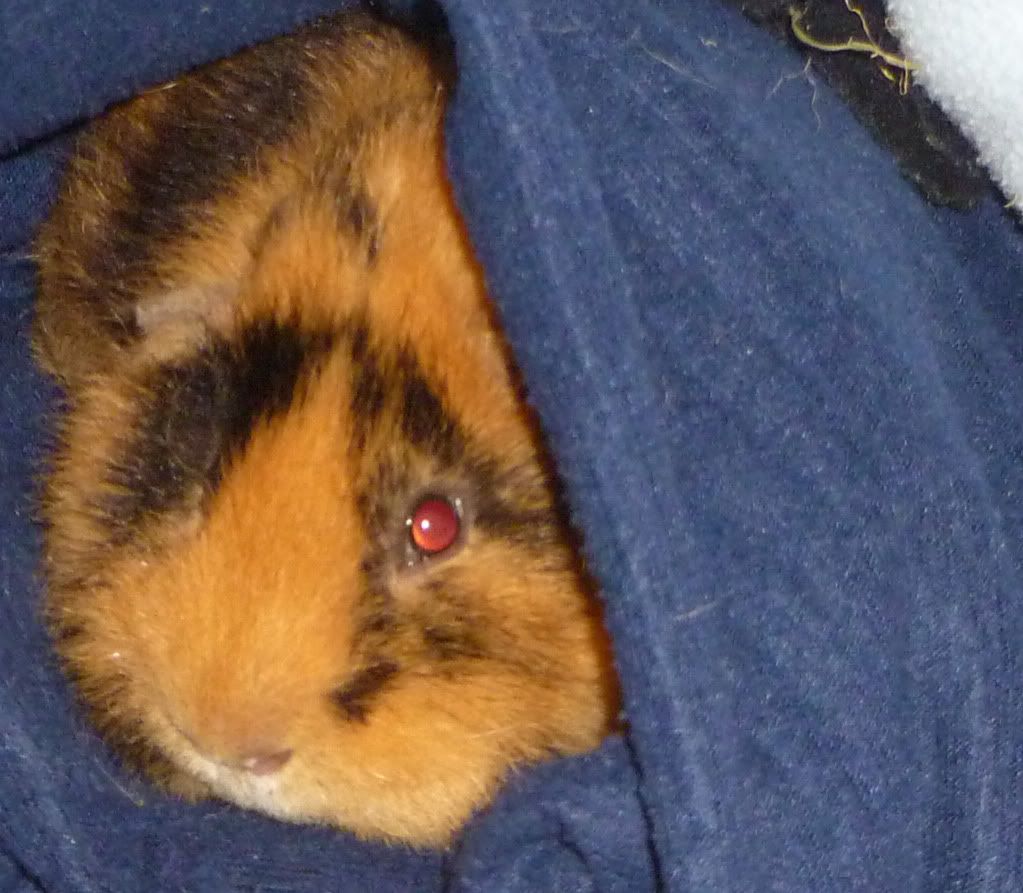 snugglejem.jpg