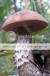 http://i1210.photobucket.com/albums/cc413/Astrit1990/mushroom_01.jpg