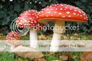 http://i1210.photobucket.com/albums/cc413/Astrit1990/mushroom_02.jpg