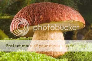 http://i1210.photobucket.com/albums/cc413/Astrit1990/mushroom_03.jpg