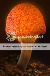 http://i1210.photobucket.com/albums/cc413/Astrit1990/mushroom_10.jpg