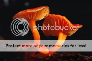 http://i1210.photobucket.com/albums/cc413/Astrit1990/mushroom_11.jpg