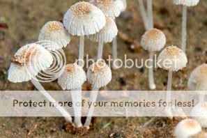 http://i1210.photobucket.com/albums/cc413/Astrit1990/mushroom_14.jpg