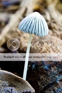 http://i1210.photobucket.com/albums/cc413/Astrit1990/mushroom_15.jpg