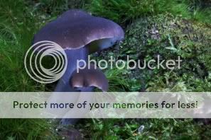 http://i1210.photobucket.com/albums/cc413/Astrit1990/mushroom_18.jpg