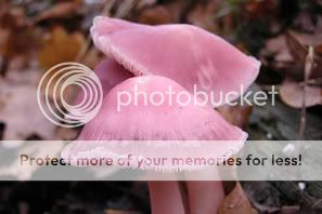 http://i1210.photobucket.com/albums/cc413/Astrit1990/mushroom_18b.jpg