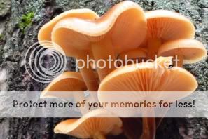 http://i1210.photobucket.com/albums/cc413/Astrit1990/mushroom_20.jpg