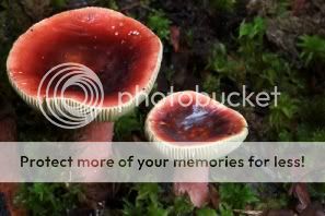 http://i1210.photobucket.com/albums/cc413/Astrit1990/mushroom_21.jpg