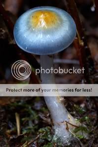 http://i1210.photobucket.com/albums/cc413/Astrit1990/mushroom_23.jpg