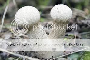 http://i1210.photobucket.com/albums/cc413/Astrit1990/mushroom_5_2.jpg