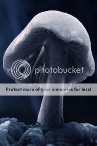 http://i1210.photobucket.com/albums/cc413/Astrit1990/mushroom_8.jpg