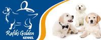 Rafiki Golden Kennel